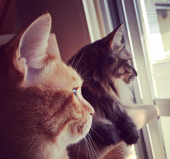 猫ブログ猫話に登場するにゃんだむとアンのかわいい猫画像