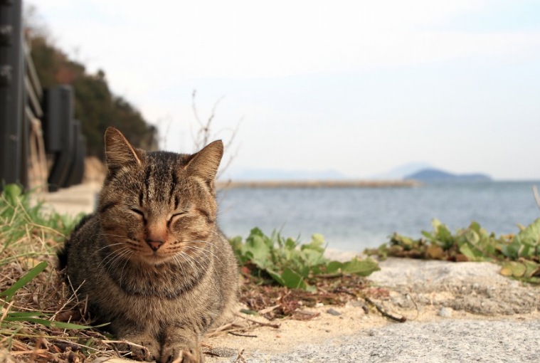 nekobana-34