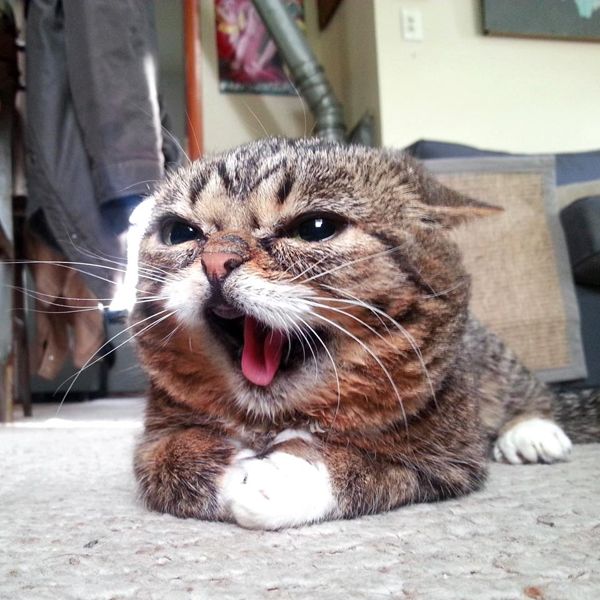 リルバブ(lil bub)の動画と画像。病気の症状を詳しく解説