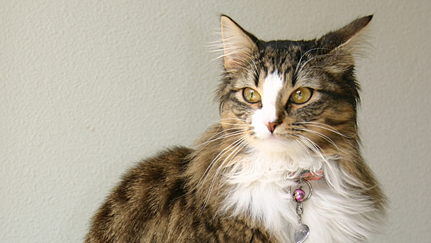 ダレノガレ明美の飼っている猫の種類と画像動画