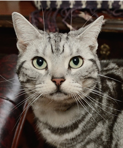 nekobana-99
