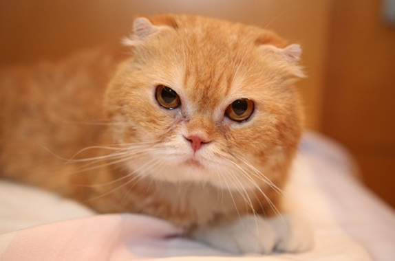 高台家の人々映画の猫ティティ