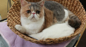 nekobana-114