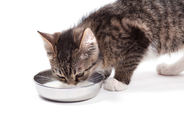 The small kitten drinks milk, is isolated on a white background