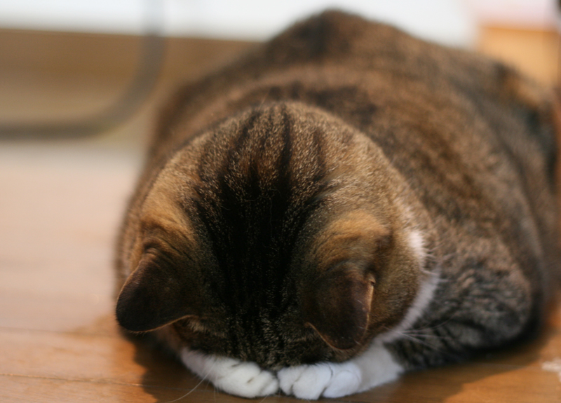 nekobana-201