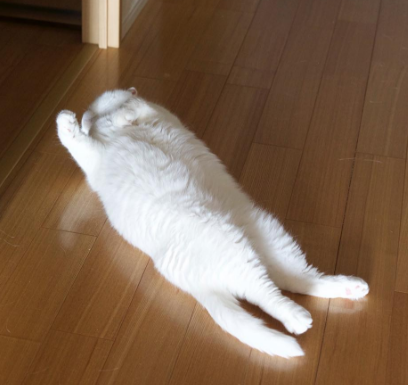 nekobana-308