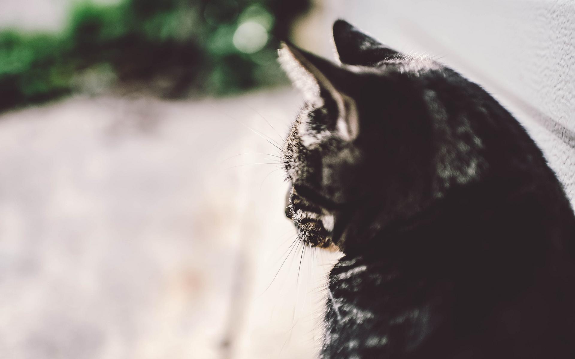 nekobana-364