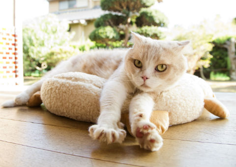 nekobana-415